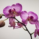 서양난/오키드-Orchid 이미지