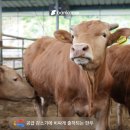 상원한우농장 네이버블로그