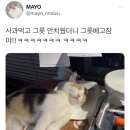 촨차이 이미지