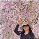 후기2-1: 2024년4월14일 거창 수양벚꽃길 하이킹 ~ 정말 봄꽃 커튼 쳐진 황홀한 꽃길이 맞네요!! 이미지