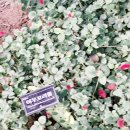 화치공원 이미지