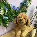 쫄랭쫄랭 이미지