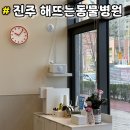 정직한 동물병원 | 진주 동물병원 추천 신진주역 &#34; 해뜨는동물병원 &#34; 노견 건강검진 및 스케일링 후기