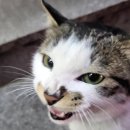 똘마니양꼬치 이미지