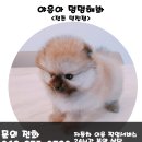 야옹아멍멍해봐 이미지