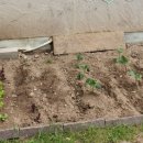 흥농농약종묘사 이미지