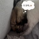 비바도기 이미지