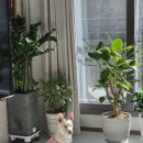 땡자애견 | 강아지 겨울나기 대추천 아이템 "더안 반려동물 전기방석" (1달 실사용 후기, 소파전기매트)