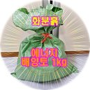 돈당
