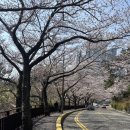 🌸 반려견 ‘놀라’와 함께한 부산 해운대 달맞이길 벚꽃 산책기 🐾