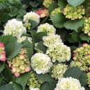 애란농장 이미지