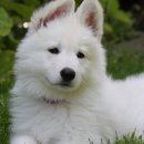 화이트 독 이미지