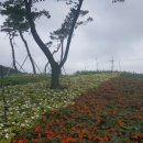 궁남지 문화관광해설사 이미지