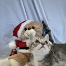 프리펫 강아지분양 고양이분양 천안본점 이미지