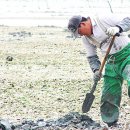 갯벌낙지 이미지