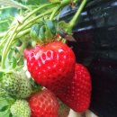 상명농장 이미지