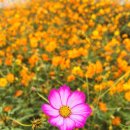 COSMOS/별,꽃 이미지