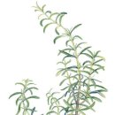 (815) (19) 로즈메리 이미지