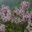 수수꽃다리 이미지