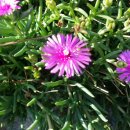 강변 뒷뜰 이미지