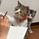 커피카소 이미지