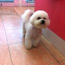 개 이쁜 애견미용샵 이미지