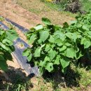 청솔청과 이미지