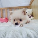 오아이펫 이미지