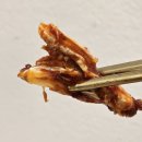 지에스25(GS25)율전성대 | 성균관대역 맛집 <우만동족발집 율전점> 보쌈정식, 술집 추천