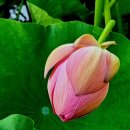 은혜예복 이미지