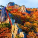 단풍농장 Daum카페