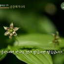 365일 들풀묵상 175 / 금강애기나리(6월 23일) 이미지