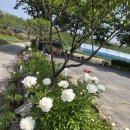 캐리비안펜션 | 에버랜드 5분 거리 용인펜션 찾는다면, 수영장 준비 한창이던 세모난나무 후기