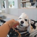 소노펫 뷰티 이미지