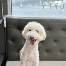 슈슈퍼피 이미지