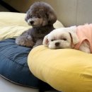 스테이 펫 살롱 | 강아지 개치원 추천 | 지축 도그스테이, 아픈 강아지도 다니는 진짜 장수 개치원생의 솔직 후기