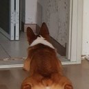 냥아 이미지