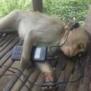 더존참치 이미지