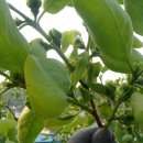 북면농장 이미지