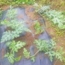 국보농장 이미지