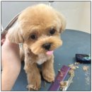 도그유토피아 살롱 이미지