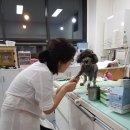 아델 동물병원 이미지