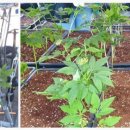 원금농장 이미지