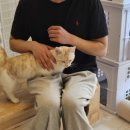 오묘 고양이카페호텔미용 이미지