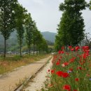 진교 메타세쿼이아길 이미지