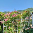 장미카페 이미지