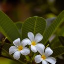 연희네김밥 이미지