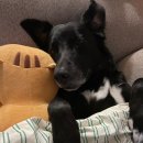 경북대학교 수의과대학 부속동물병원 | 겁 많던 우리 콜라, 헌혈로 생명을 나눈 하루🐾