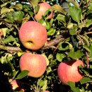 풍성한 은혜농장 이미지