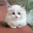 부산고양이분양 미유펫 | 새끼고양이분양 부산 미유펫에서